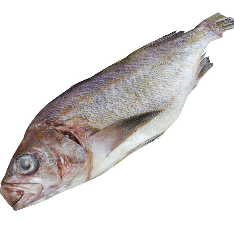 鲜活大连特产海新鲜黑鱼野生海鱼黑石虎头水产海淡水鱼类