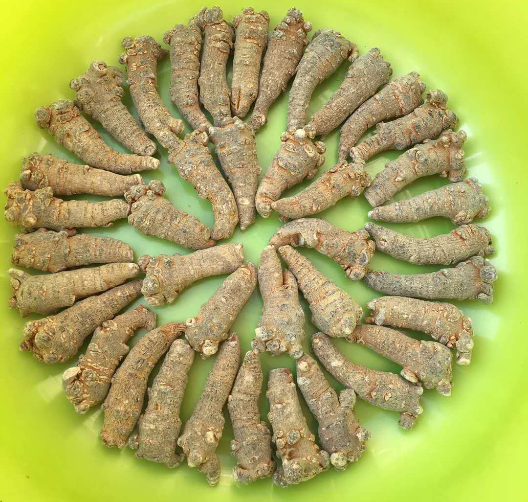 中药三七粉的功效与作用_三七粉的功效与作用_黄三七的功效与作用点