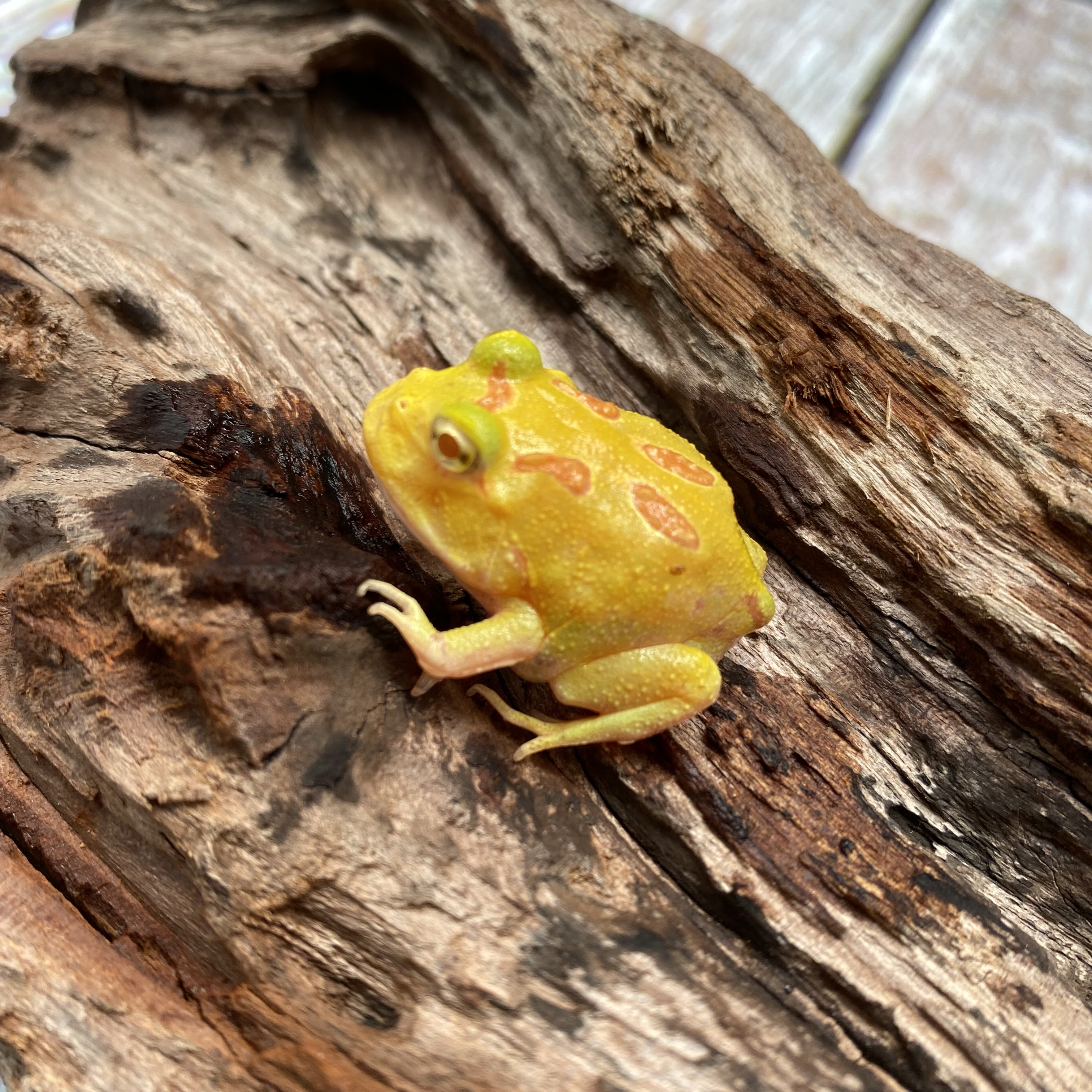 角蛙活体霸王变异黄金姥爷绿树蛙草莓蛋黄皮卡丘其它宠物