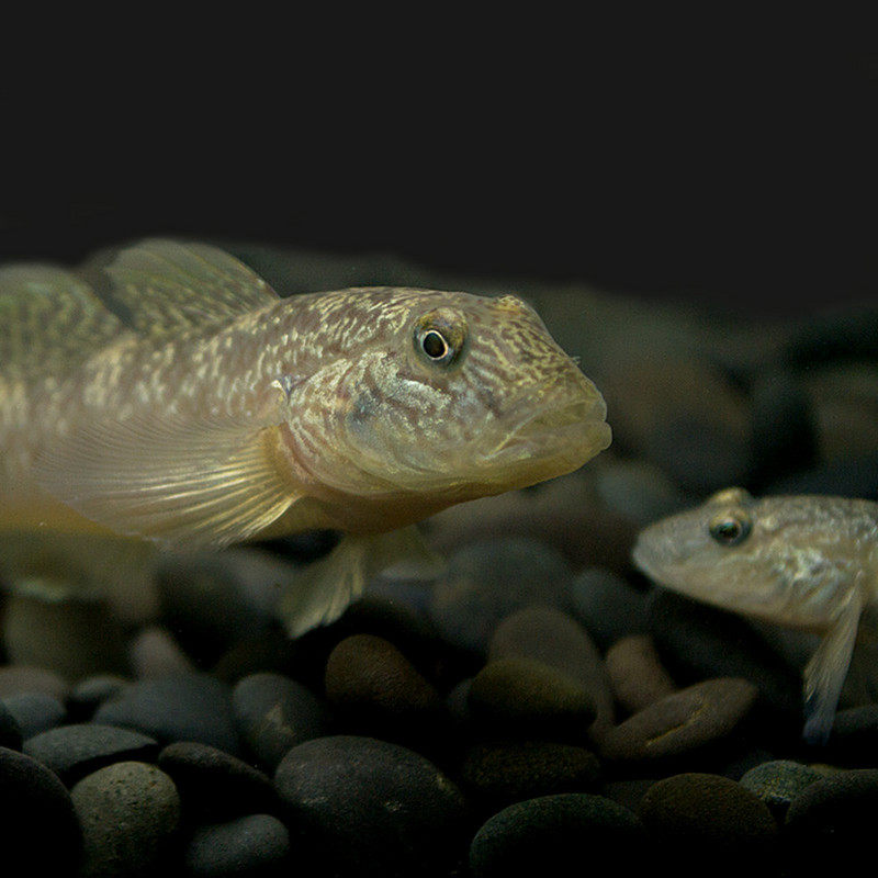虎鱼原生子陵虾虎溪流冷水鱼淡水观赏鱼活体清道夫鱼