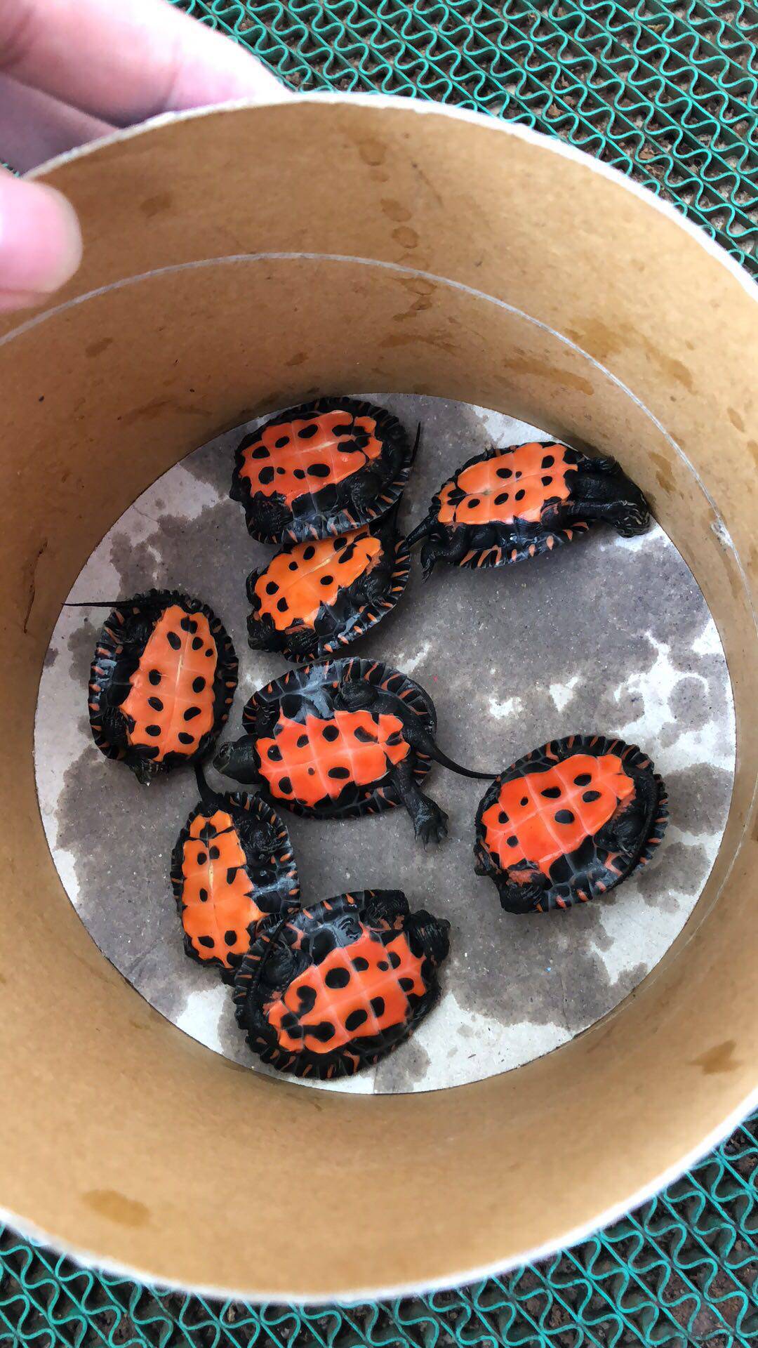 颈苗纯种红底香龟二代一代杂草颈龟韶关观赏龟