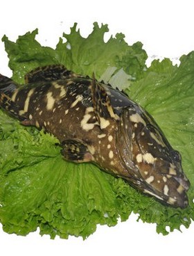 6-1.8斤1条北京闪送鲜活石斑鱼