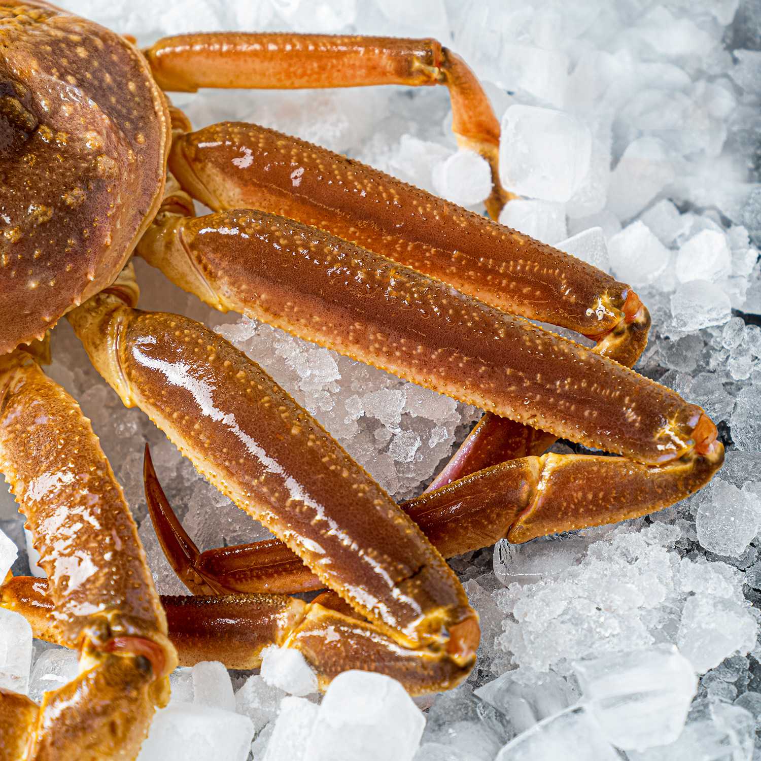 1只2斤鲜活板蟹长脚松叶雪蟹大板海鲜俄罗斯其它