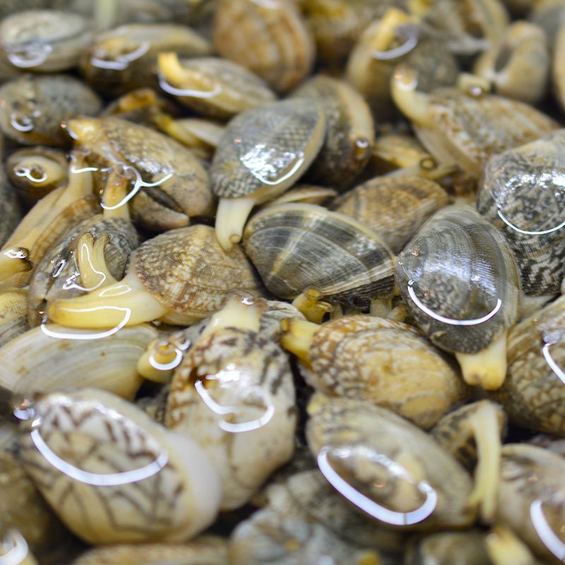 红岛蛤蜊鲜活新鲜花蛤蜊青岛野生无沙海鲜水产鲜活1500g贝类花甲