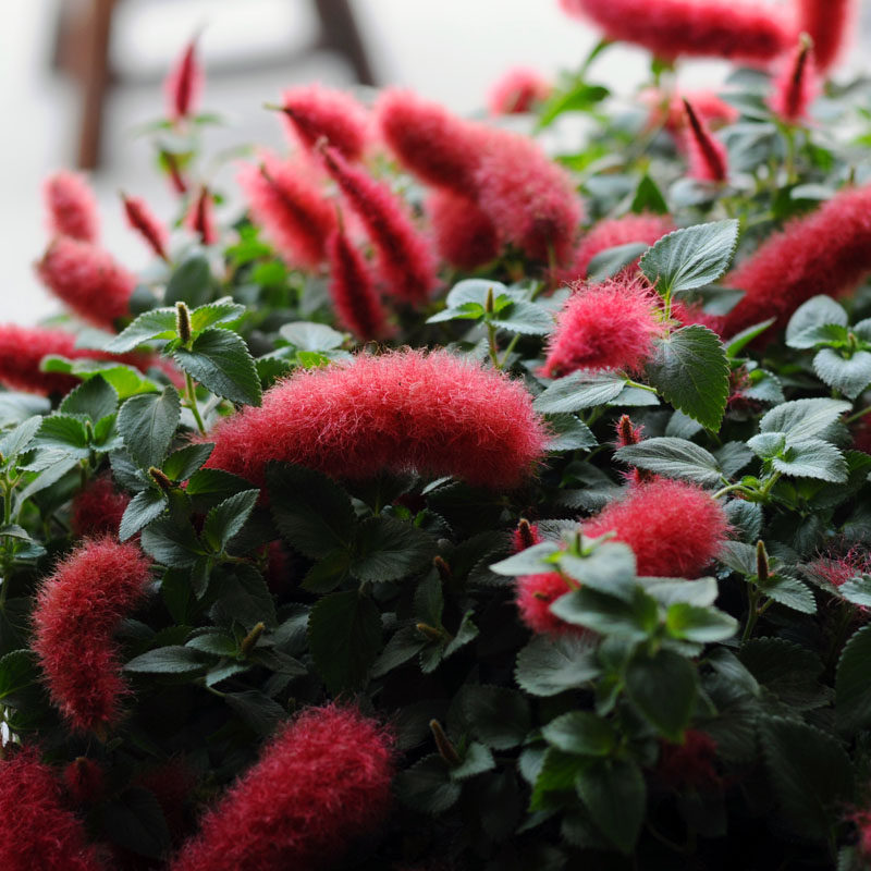 红缨吊篮盆栽岁岁红猫尾红狗尾红红毛苋红绢苋时令草本花卉