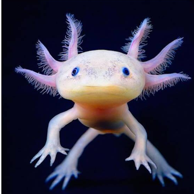 六角冷水鱼加温不加冬天活物蝾螈小型宠物恐龙鱼