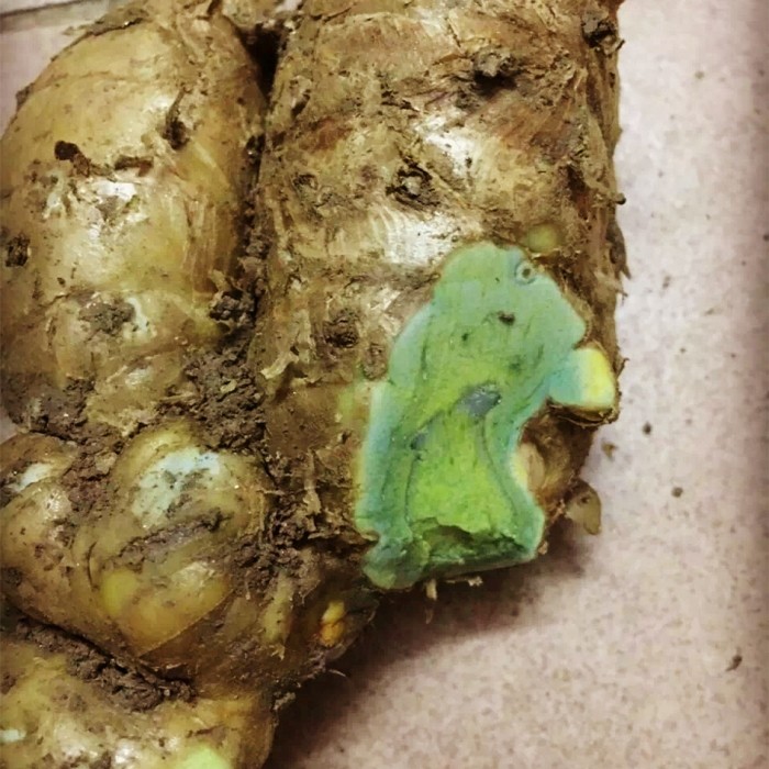 春木家黑心绿姜乌姜蓝姜纯露500ml抗老化佳品抗氧化纯露