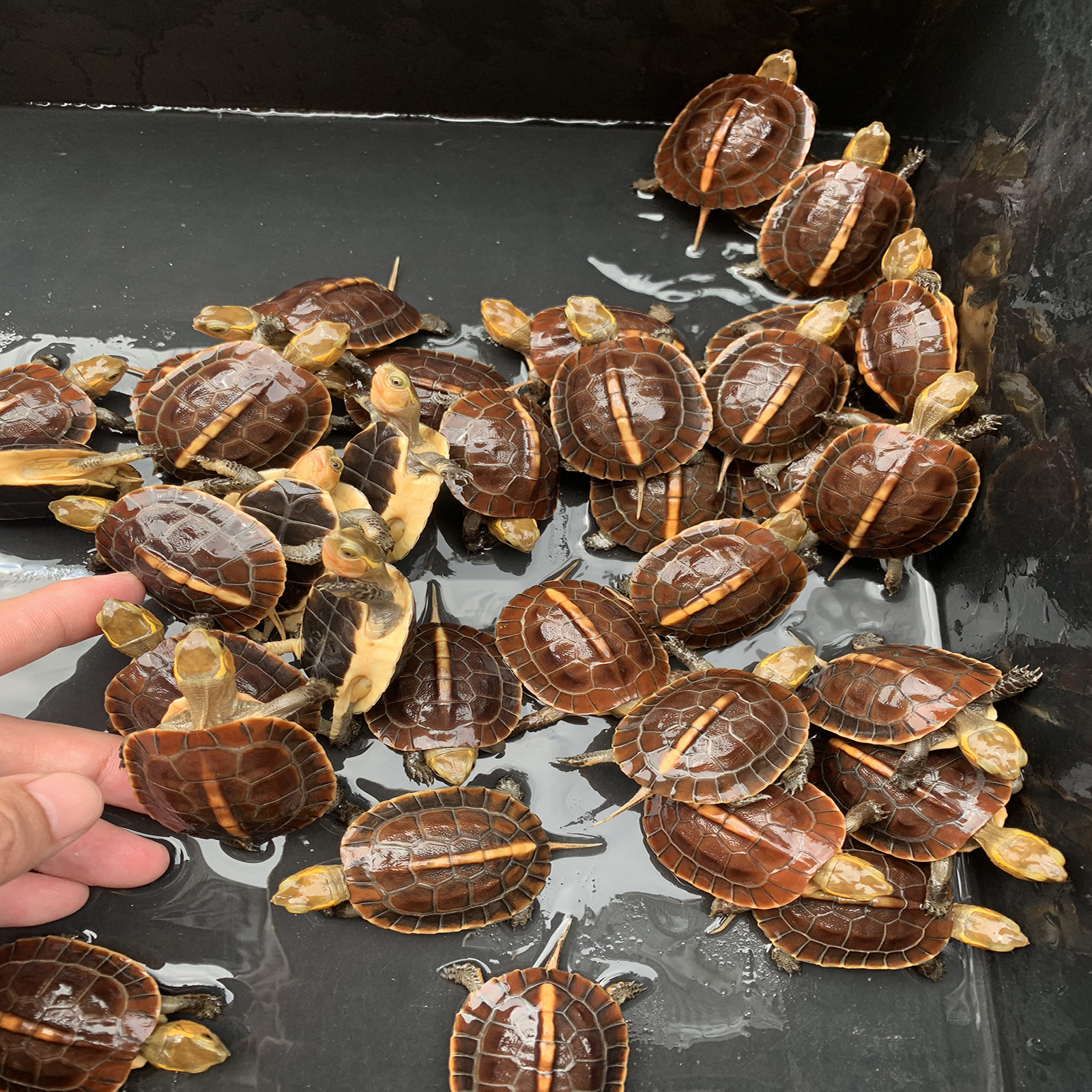 安缘龟苗黄缘龟幼龟观赏宠物乌龟活体黄喉水金钱龟