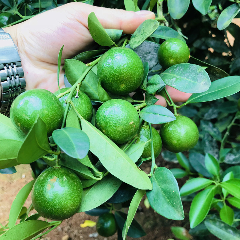 海南金桔青橘公孙桔5斤奶茶冷饮店新鲜水果包邮柠檬