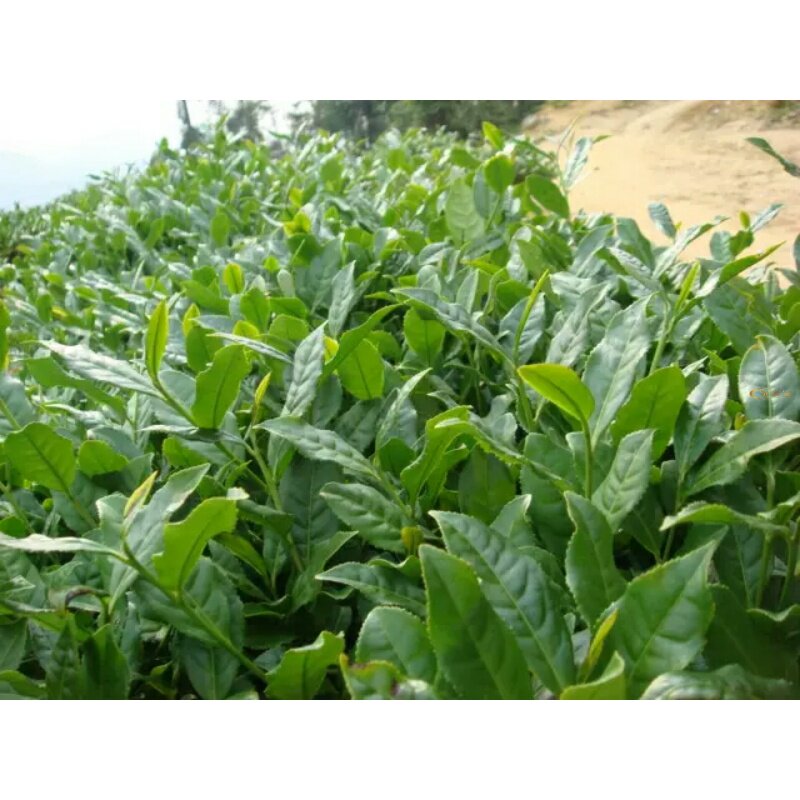 包邮铁观音茶苗小盆盆栽花卉办公办公室室内桌面花卉