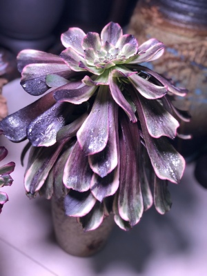 新品种超墨水墨画法师老桩法师锦多肉植物群生阳台稀有贵货包邮