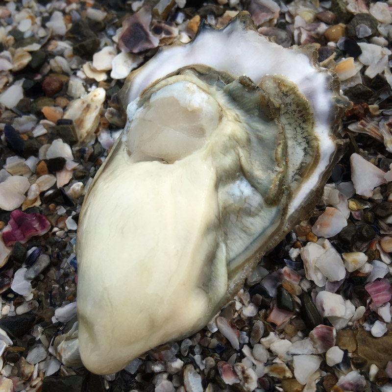 乳山牡蛎新鲜生蚝鲜活野生大个海海鲜烧烤水产生蚝