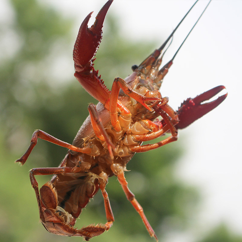 小龙虾微山湖清水活体鲜活特大新鲜大虾养殖活虾活虾