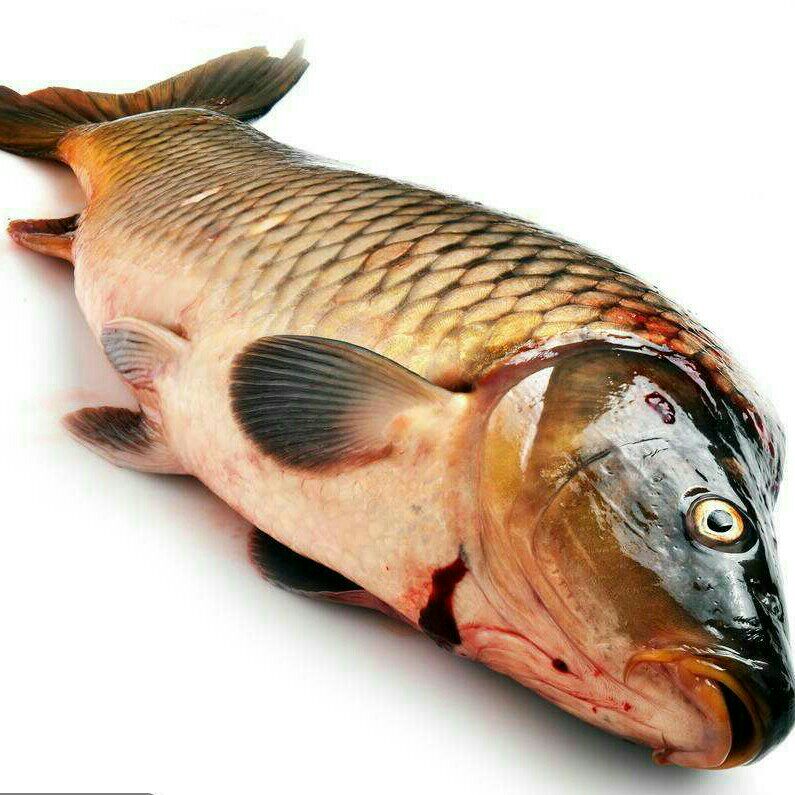 微山湖正宗野生鲤鱼新鲜鲜活四鼻鲤鱼 大鱼 活鱼现杀淡水鱼