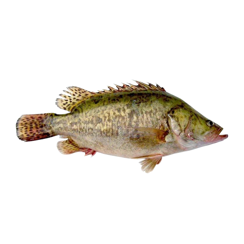 鳜鱼微山湖原生态鲜活活现活体桂鱼桂花新鲜养殖淡水鱼类