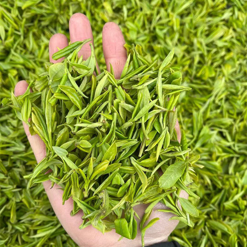 毛尖茶叶信阳2022新茶明前一一叶本地老旱茶土信阳毛尖