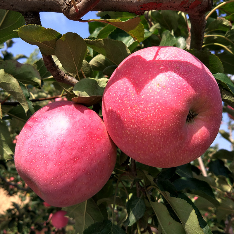 秦冠苹果新鲜整箱10斤粉面甜老人宝宝孕妇陕西水果刮泥非脆红富士