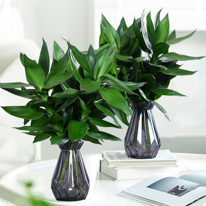 富贵竹观音竹带根水养转运室内办公室桌面花卉绿植绿植