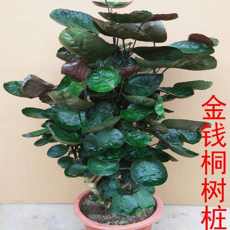 福禄金钱兜钱多多财运亨通寓意财运大型绿植发财树绿植