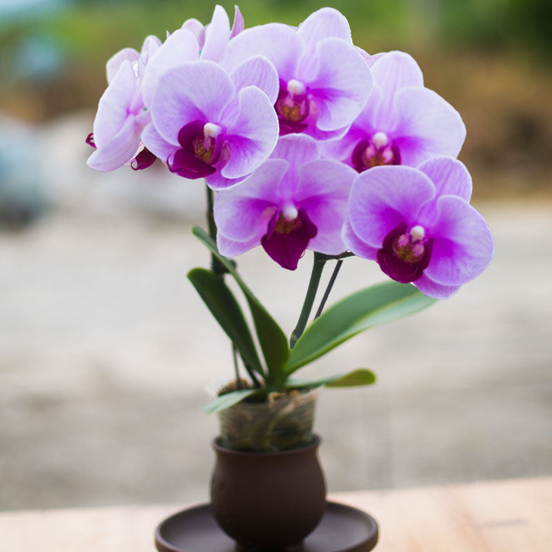 盆栽蝴蝶兰宝贝室内花卉迷你小盆兰花花苗洋兰集花卉