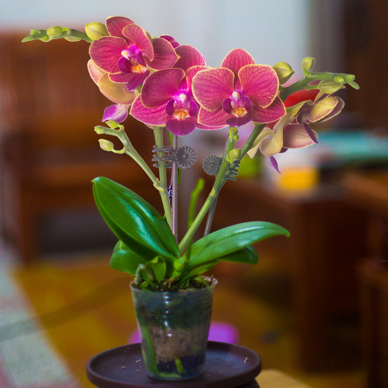 两件八折玲珑蝴蝶兰名贵盆栽花卉植物办公室室内时令草本花卉