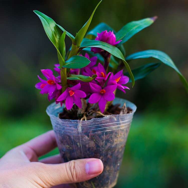石斛两件八折姬美兰花花苗盆栽兰不可食用绿植时令草本花卉