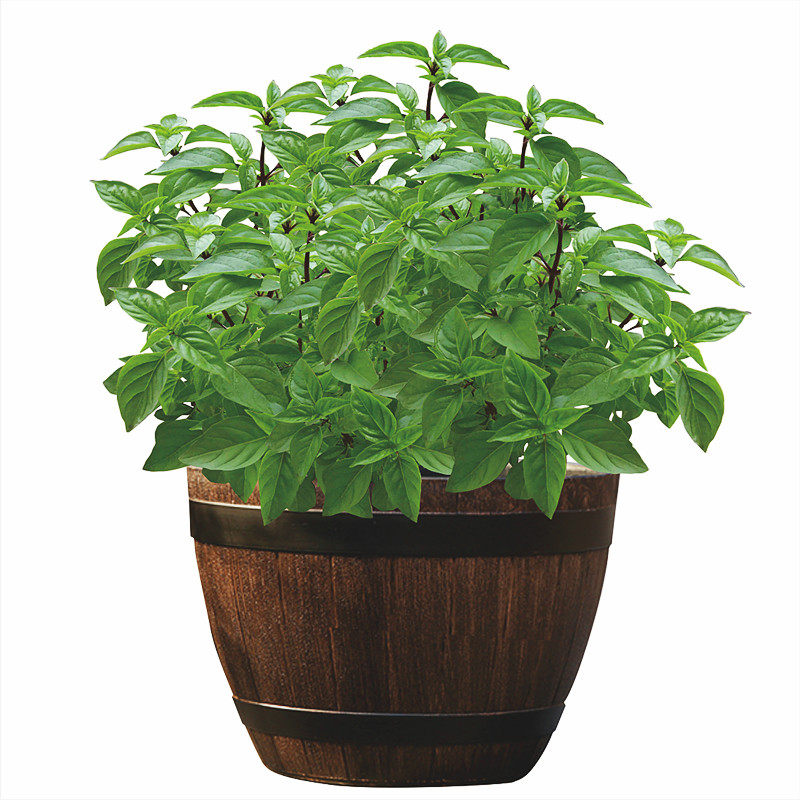 泰国新鲜香料烤鱼甜点植物可食用盆栽茅草香兰绿植