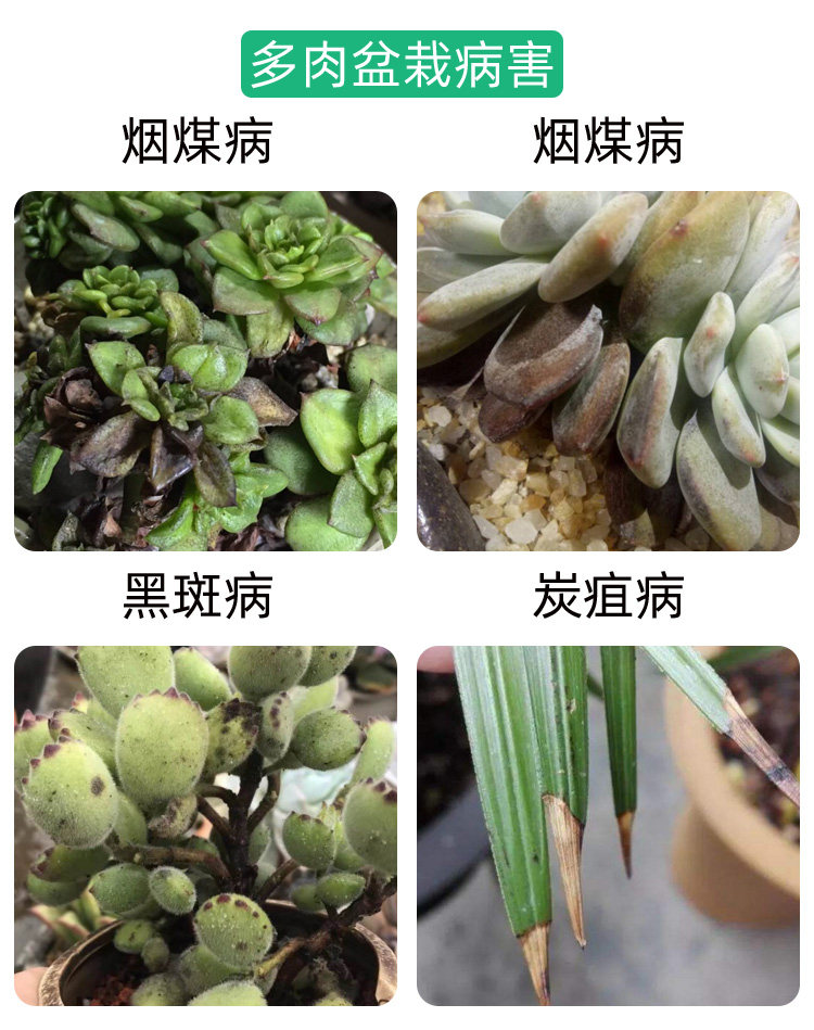 多菌花卉植物杀菌剂药剂月季黑斑白粉病多多灵杀菌剂