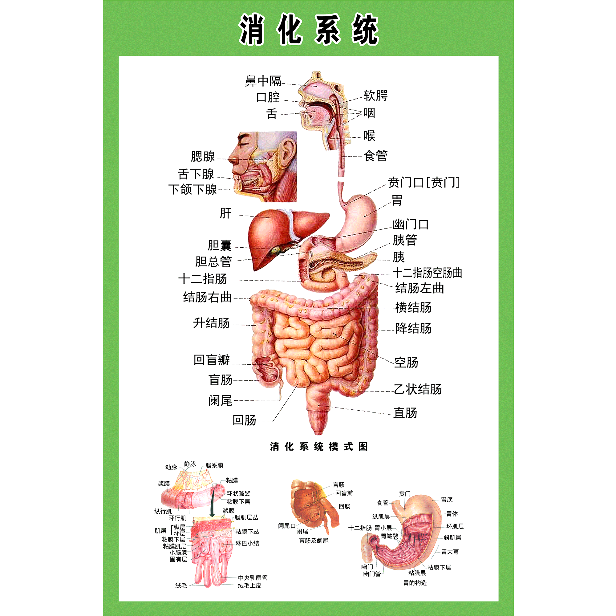 消化系统解剖图清晰图片