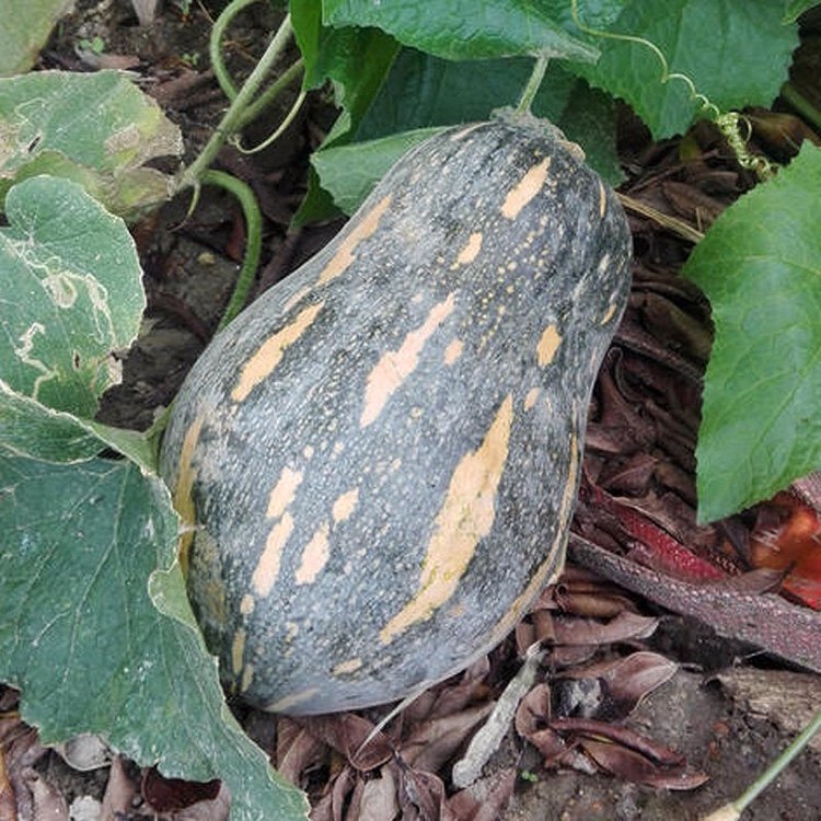 南瓜助农香芋新鲜25斤5斤甜老孕妇宝宝辅食南瓜