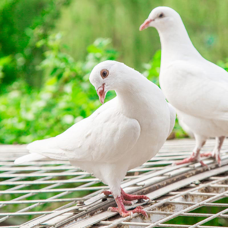 鸽子然妈散养新鲜老鸽农家煲汤活体体现杀包乳鸽