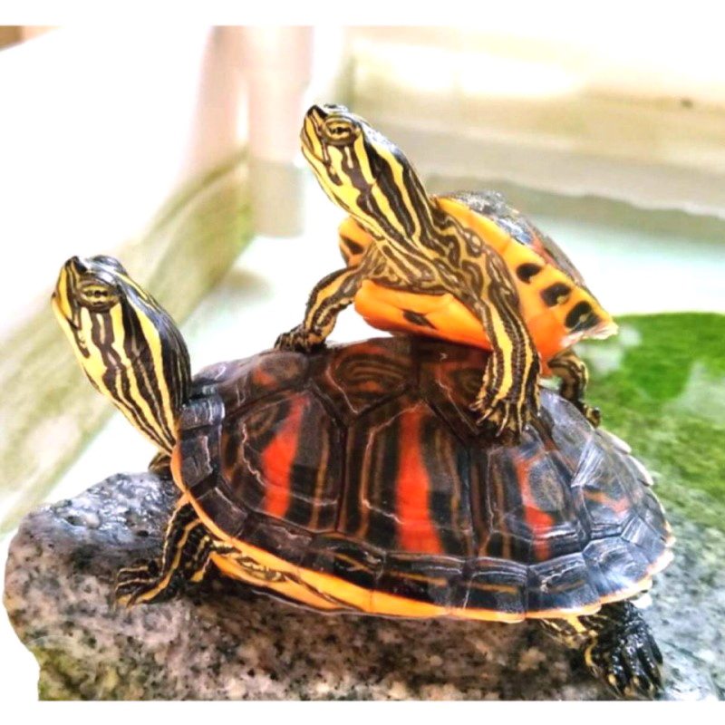 乌龟活物宽纹火焰龟苗苗子混养深水龟碌吃粪龟