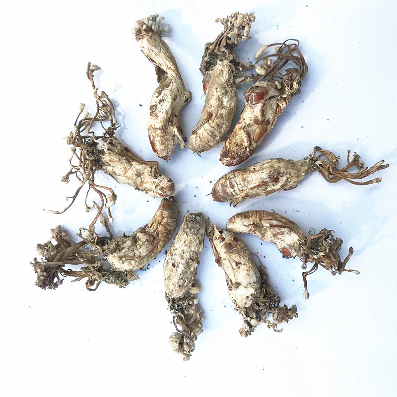 精选新货2019年250克大别山竹林野生金蝉花蚕知了金蝉花