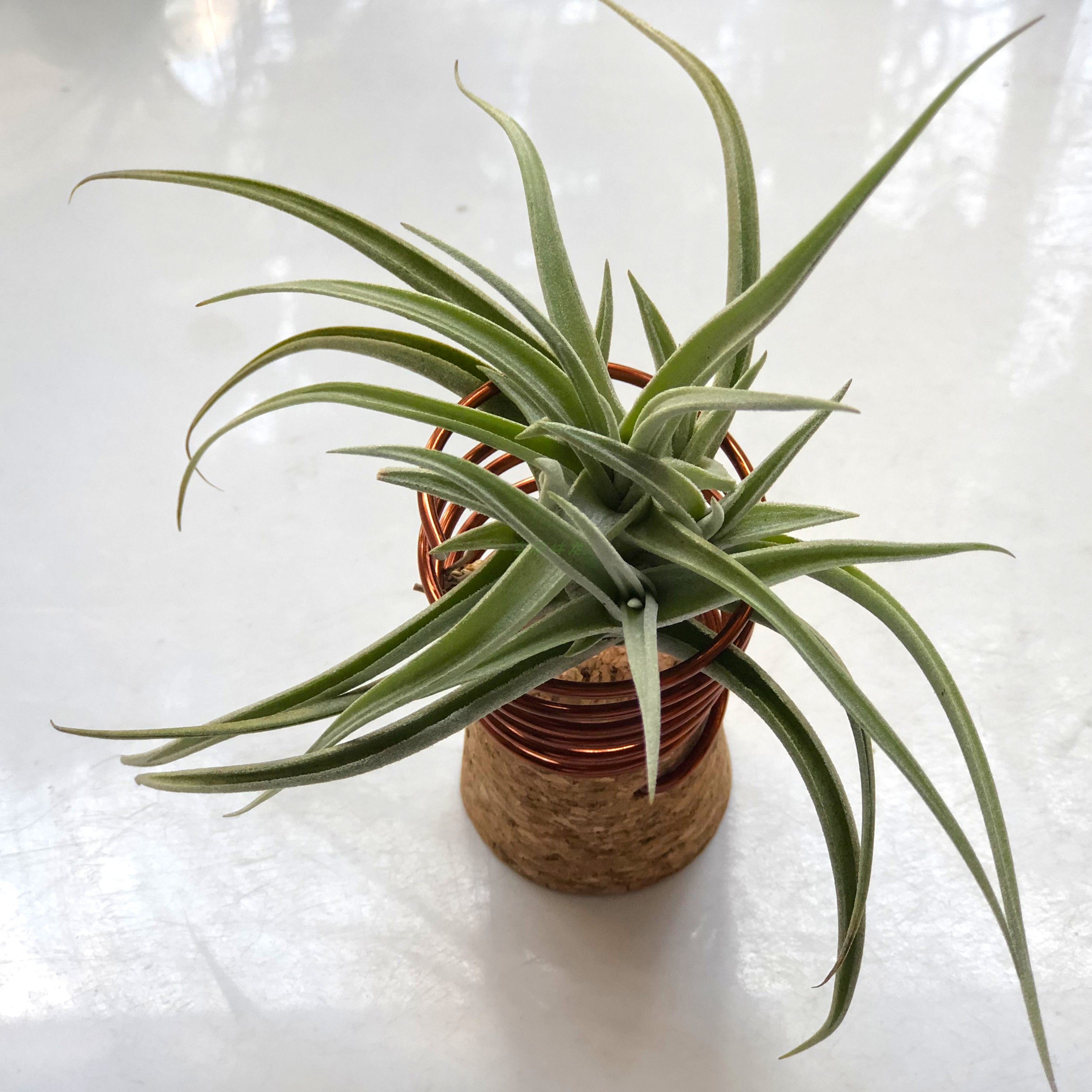 展示incagoldhangingclump国际印加黄金空气凤梨无土绿植绿植