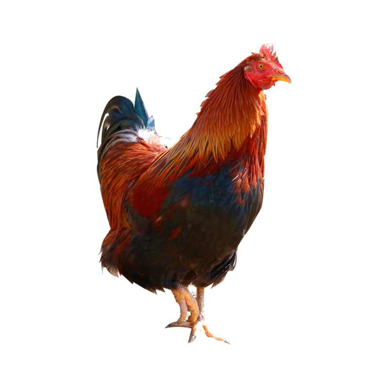 【绿肴乐】清远农家散养太监土公鸡阉鸡整只新鲜现杀扇鸡走地鸡肉