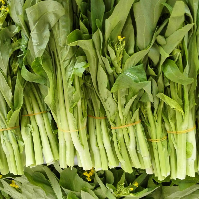 四九菜心种子阳台菜园春夏秋冬四季播种蔬菜种子广东青菜籽产量高