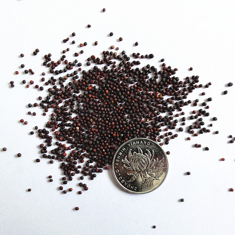 上海种子农家农家菜菜园大田春夏秋冬四季种植小青家庭园艺种子