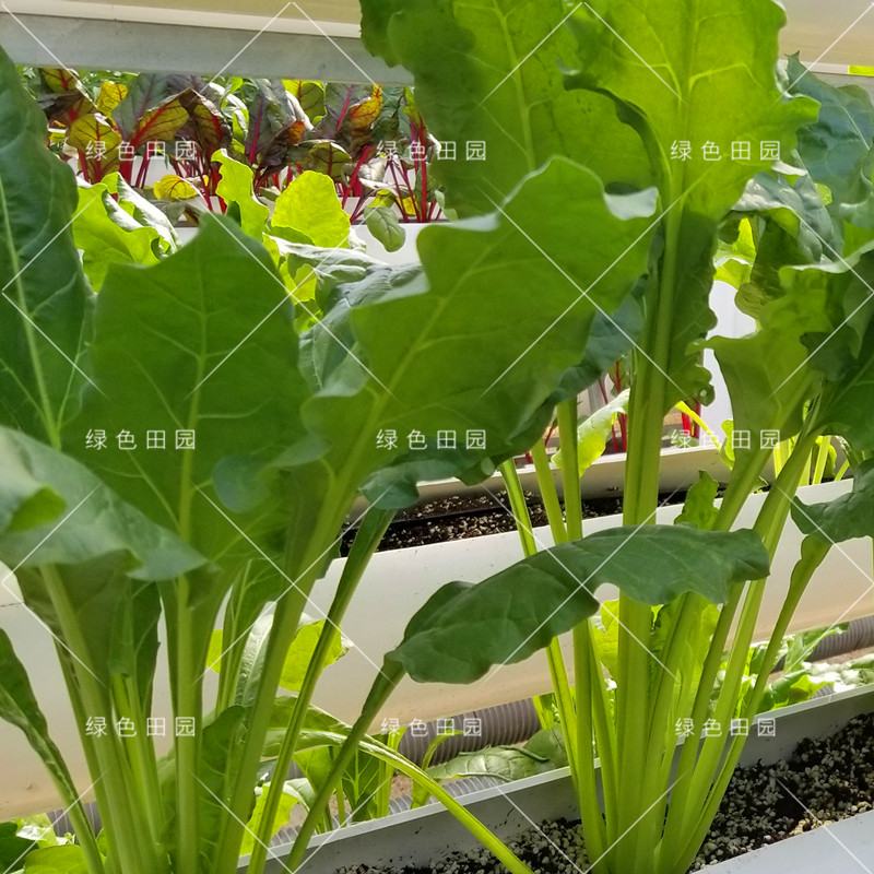 红梗菜种子劈菜根达菜红波菜多次采收特色蔬菜种孑四季播农家菜籽