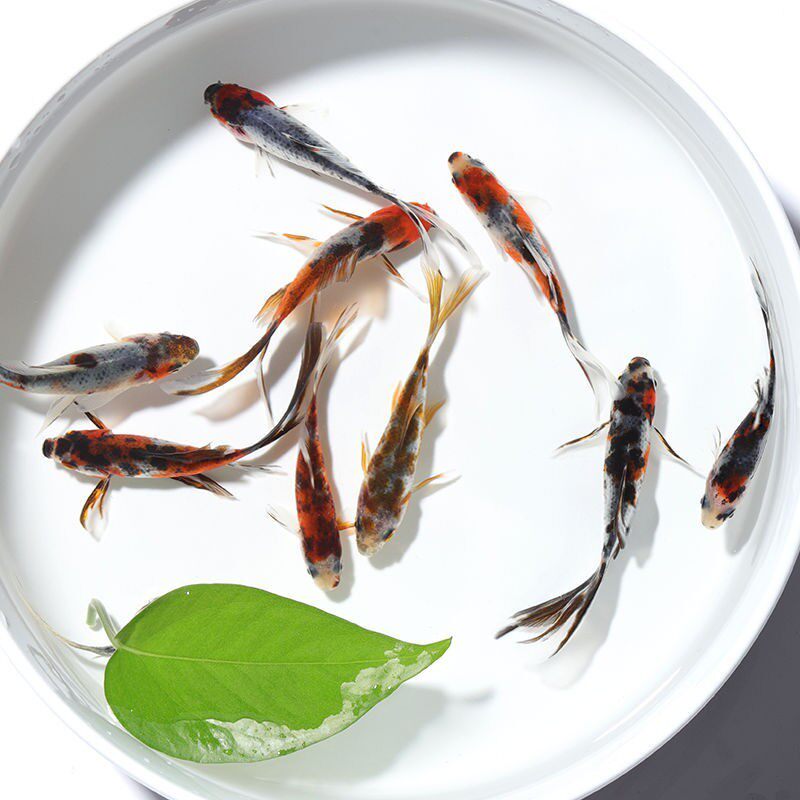 红草鱼苗龙凤黄金鱼龙热带鱼热带观赏鱼金鱼观赏鱼