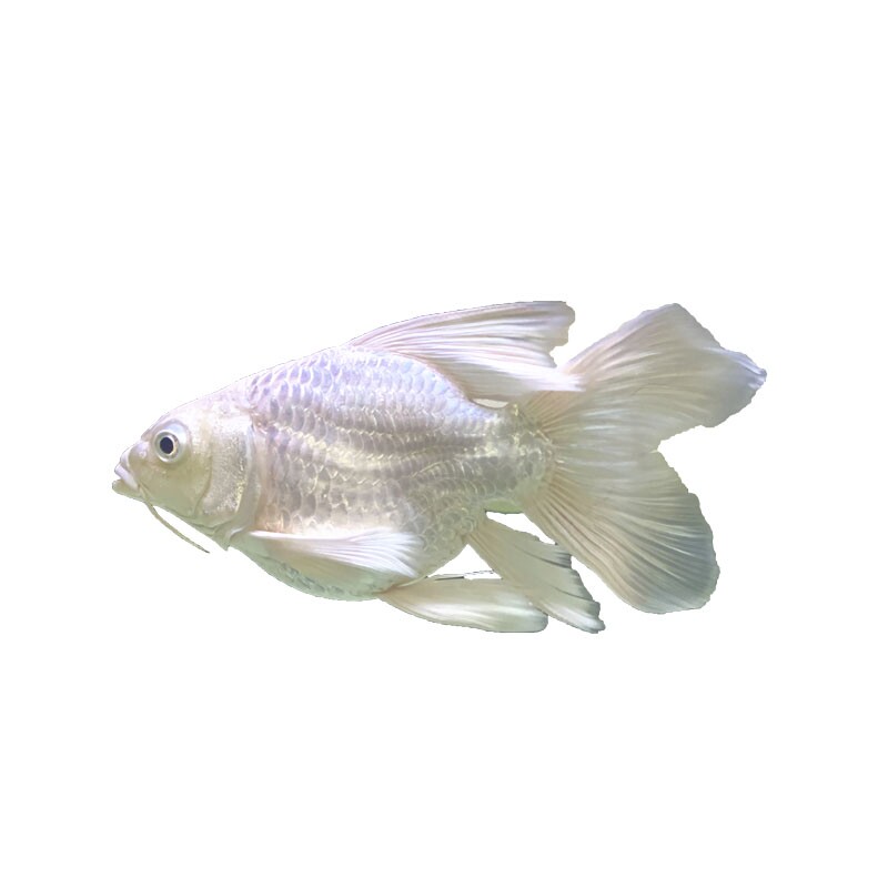 蝴蝶宠物锦鲤金鱼球体短身贵妃鱼苗鲤鱼观赏鱼鱼