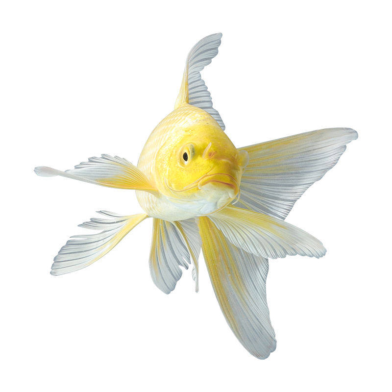 黄金锦鲤蝴蝶招财风水金鱼冷水观赏观赏鱼鱼苗鱼