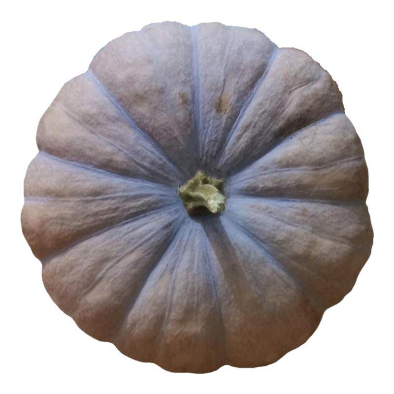 磨盘南瓜老品种黄皮南瓜雕刻老南瓜粉糯甜重庆自种低热量圆南瓜