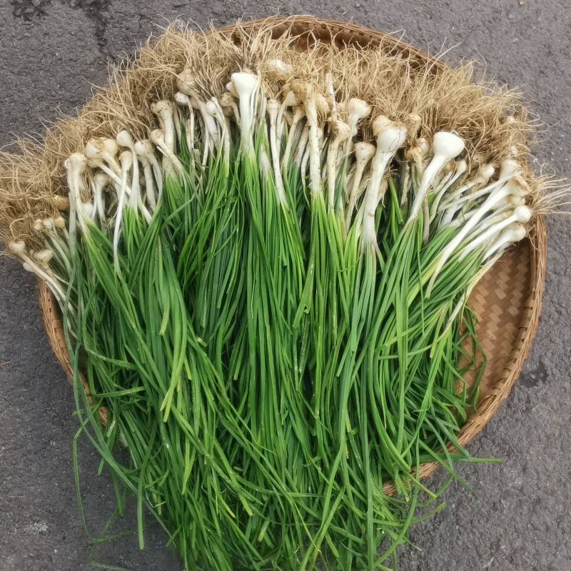 野菜葱特品包农产品农产食用小葱香葱蒜野小野葱类
