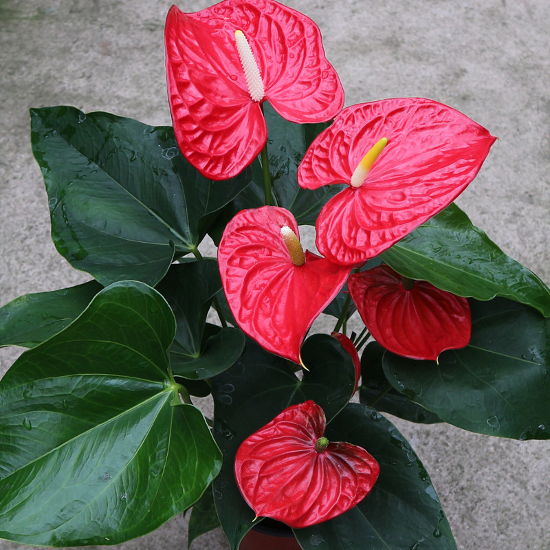 室内大盆红掌植物盆栽进口进口品品种密西根花红时令草本花卉