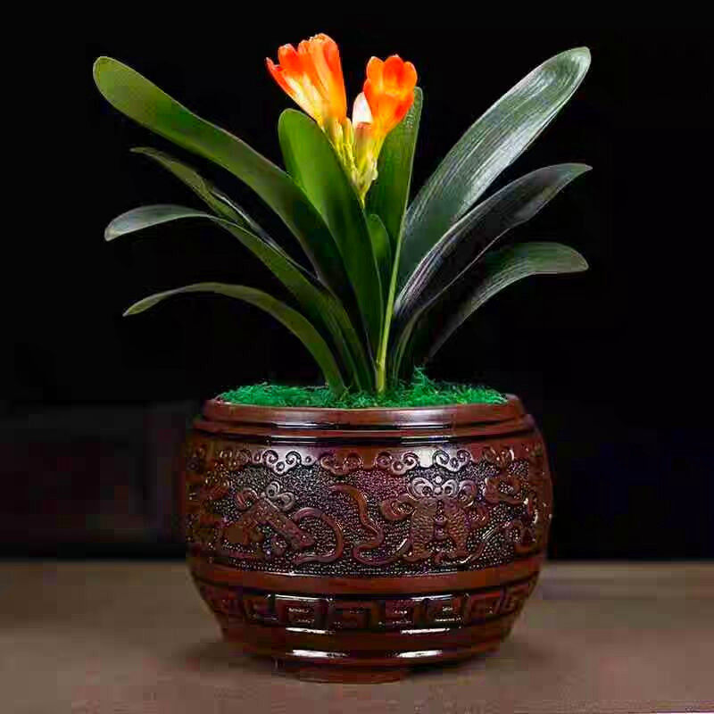 四季君子兰盆栽花苞小苗花卉植物室内易活绿植时令草本花卉