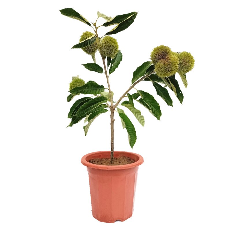 板栗板栗树果苗南北方嫁接迁西大红红袍树苗良种果树