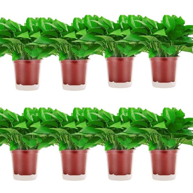 绿萝盆栽室内好养净化空气水培植物绿植花卉大叶绿箩客厅桌面精品_爱