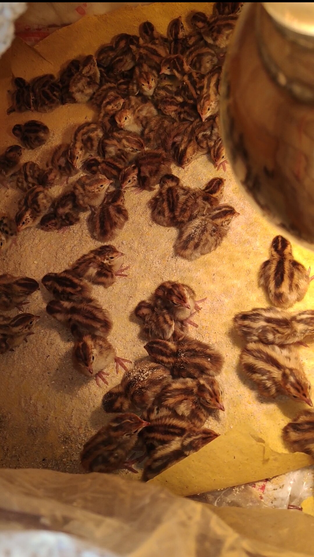 小鹌鹑饲料开口料育雏鹌鹑饲料