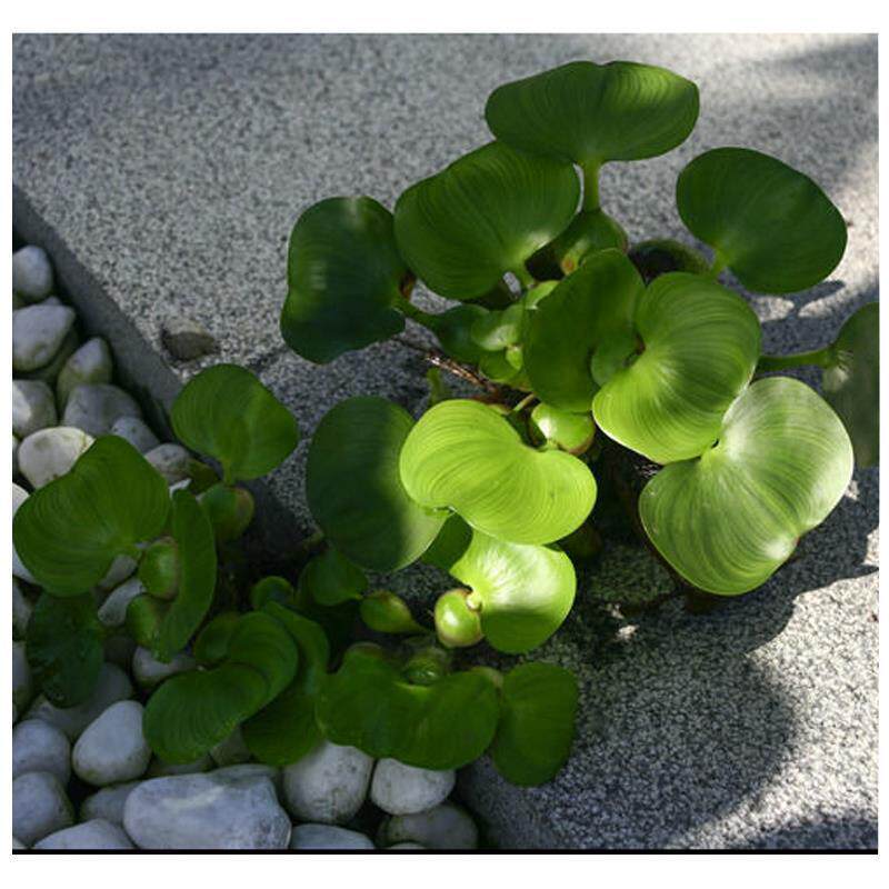 水葫芦植物水生四季水养耐水水中挺水鱼塘水草水草