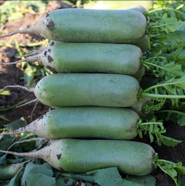 萝卜东北绿萝新鲜绿鲜绿青皮水果沙窝5斤包邮萝卜